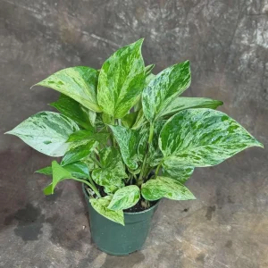 Marble Pothos Cuttings - Variegated Indoor House Plant - Easy Care Propagation - Image 3
