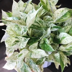 Marble Pothos Cuttings - Variegated Indoor House Plant - Easy Care Propagation - Image 1