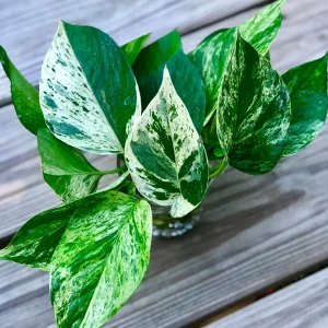 Marble Pothos Cuttings - Variegated Indoor House Plant - Easy Care Propagation - Image 4