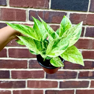 Marble Pothos Cuttings - Variegated Indoor House Plant - Easy Care Propagation - Image 7