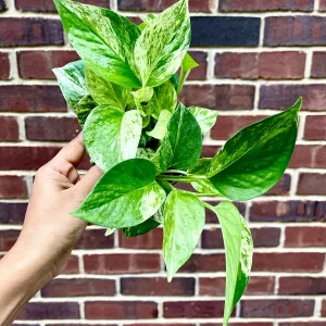 Marble Pothos Cuttings - Variegated Indoor House Plant - Easy Care Propagation - Image 8