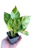 Marble Pothos Live Plant – 3 inch Nursery Pot – Variegated Indoor Houseplant - Image 1