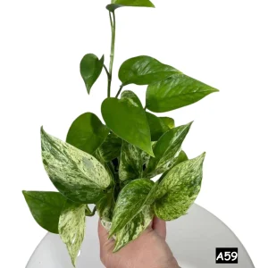 Marble Pothos Live Plant – 4 inch Pot – Variegated Indoor Houseplant - Image 2