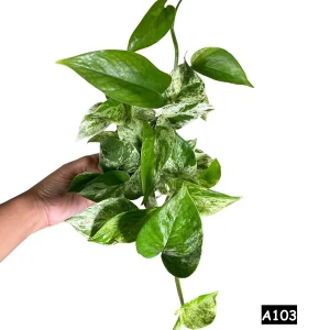Marble Pothos Live Plant – 4 inch Pot – Variegated Indoor Houseplant - Image 4
