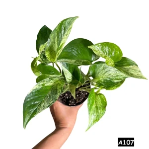 Marble Pothos Live Plant – 4 inch Pot – Variegated Indoor Houseplant - Image 5