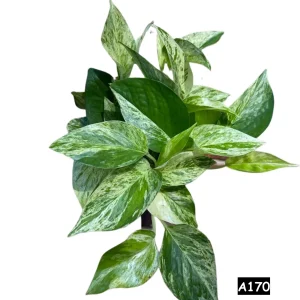 Marble Pothos Live Plant – 4 inch Pot – Variegated Indoor Houseplant - Image 7