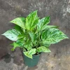 Marble Queen Pothos Live Plant – 4 inch Nursery Pot – Variegated Indoor Houseplant - Image 1