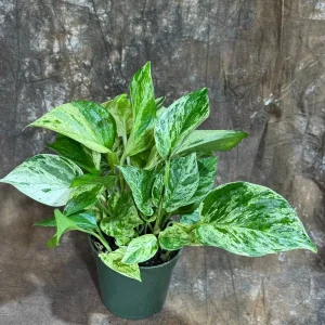 Marble Queen Pothos Live Plant – 4 inch Nursery Pot – Variegated Indoor Houseplant - Image 8