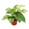 Marble Queen Pothos Live Plant – 4 inch Pot – Indoor Houseplant - Image 1