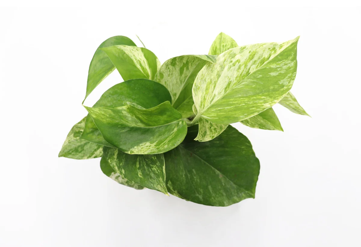 Marble Queen Pothos Live Plant – 4 inch Pot – Indoor Houseplant - Image 2