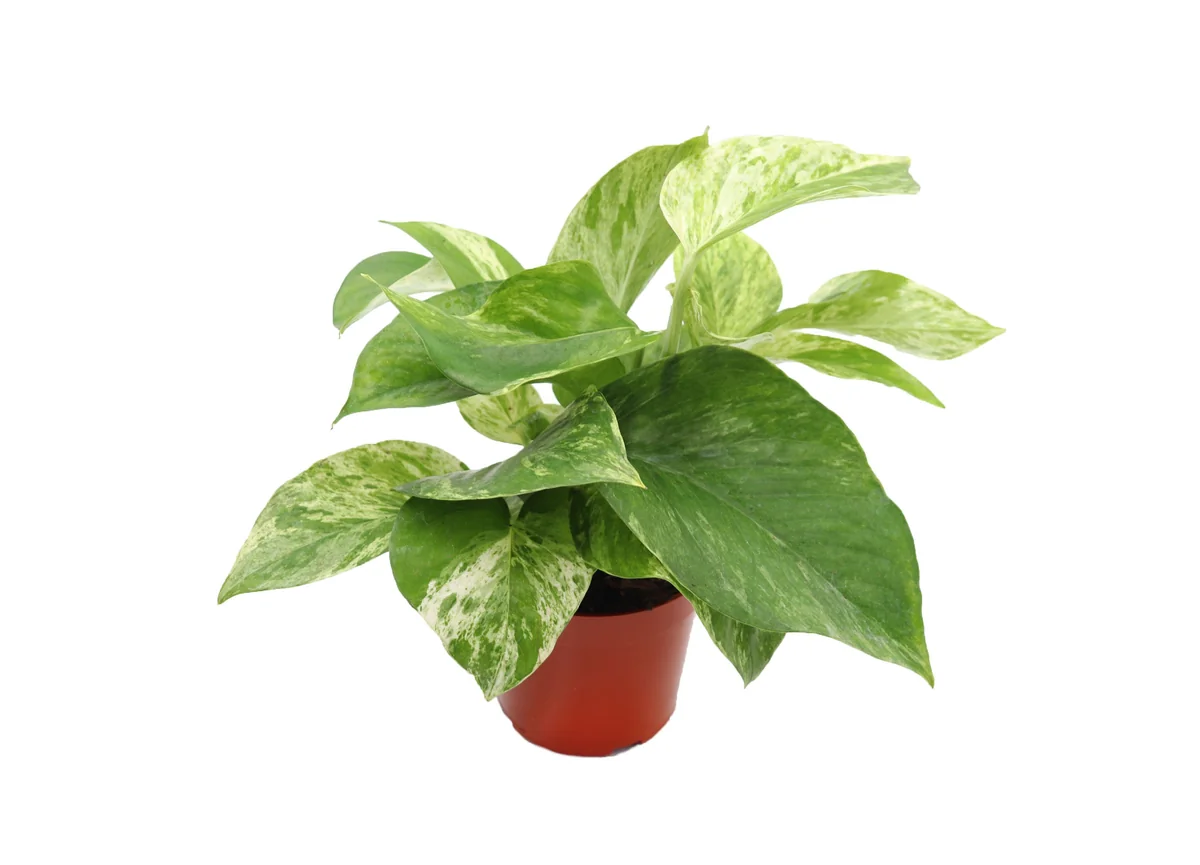 Marble Queen Pothos Live Plant – 4 inch Pot – Indoor Houseplant - Image 1