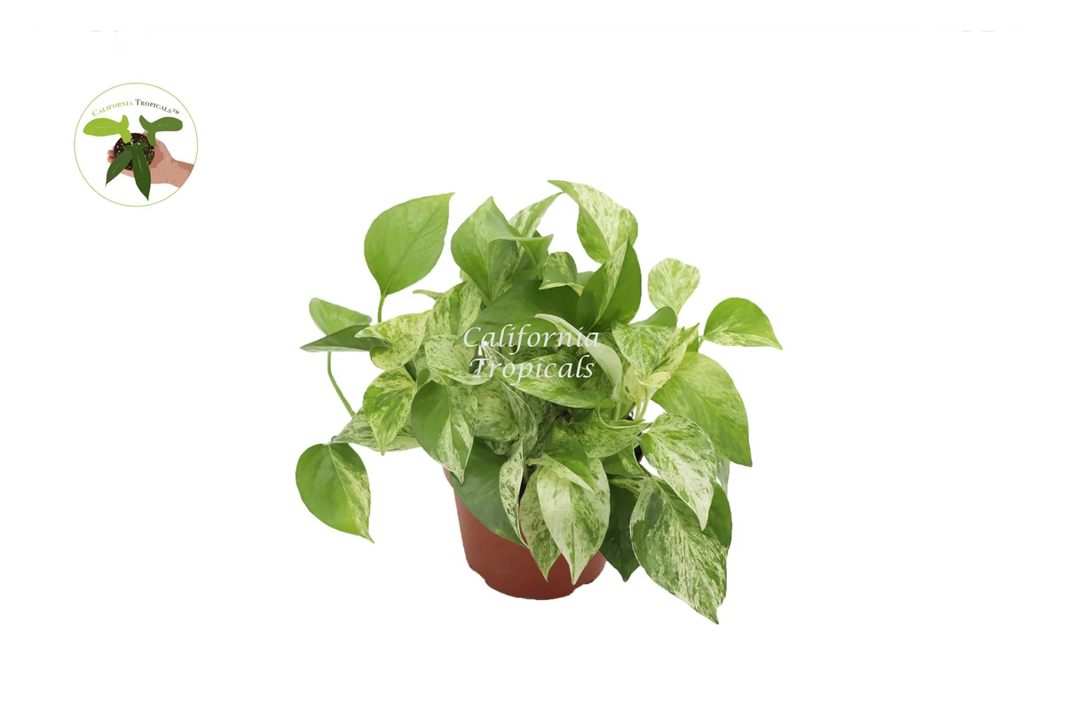 Marble Queen Pothos Live Plant – 6 inch Pot – Indoor Houseplant - Image 1