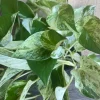 Marble Queen Pothos Live Plant – 6 inch Pot – Indoor Houseplant for Low Light - Image 1