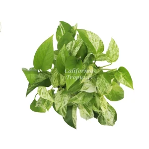 Marble Queen Pothos Live Plant – 6 inch Pot – Indoor Houseplant - Image 2