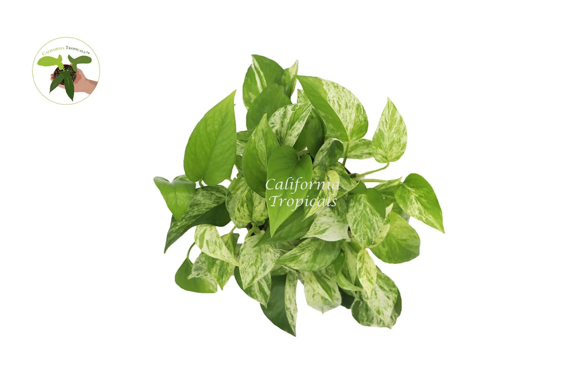 Marble Queen Pothos Live Plant – 6 inch Pot – Indoor Houseplant - Image 2