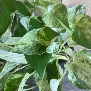 Marble Queen Pothos Live Plant – 6 inch Pot – Indoor Houseplant for Low Light - Image 3