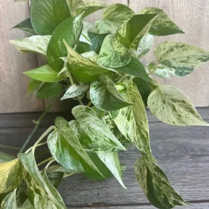 Marble Queen Pothos Live Plant – 6 inch Pot – Indoor Houseplant for Low Light - Image 6