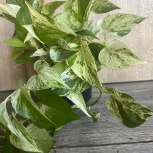 Marble Queen Pothos Live Plant – 6 inch Pot – Indoor Houseplant for Low Light - Image 7