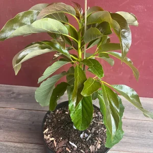 Marcus Pumpkin Avocado Tree - Grafted, Cold Hardy, 3 Gallon Pot - Image 3