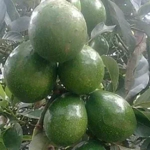 Marcus Pumpkin Avocado Tree - Grafted, Cold Hardy, 3 Gallon Pot - Image 1