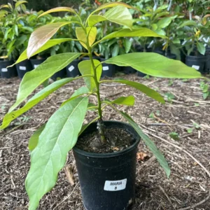 Maria Avocado Tree Live Plant – Grafted – 2 to 4 feet tall – Grow Your Own - Image 2