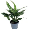 Maria Chinese Evergreen Live Plant – Aglaonema – Low Light 6 inch Pot - Image 1
