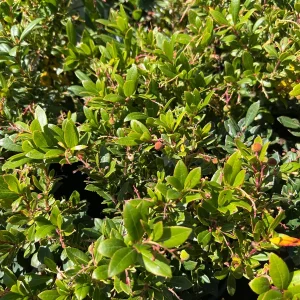 Marina Strawberry Tree Live Plant – 1ft Tall – 6 inch Pot – Outdoor Evergreen - Image 1