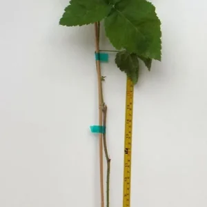 Marionberry Blackberry Live Plant – Potted Fruit Plant – USDA Zones 6-9 - Image 3