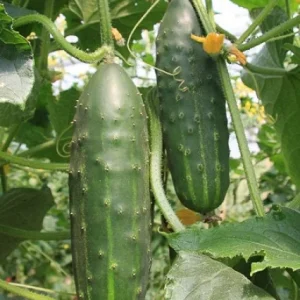 Marketmore 76 Cucumber Seeds - Non-GMO Heirloom Vegetable Seeds - Image 2