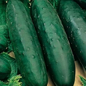 Marketmore 76 Cucumber Seeds - Non-GMO Heirloom Vegetable Seeds for Outdoor - Image 1