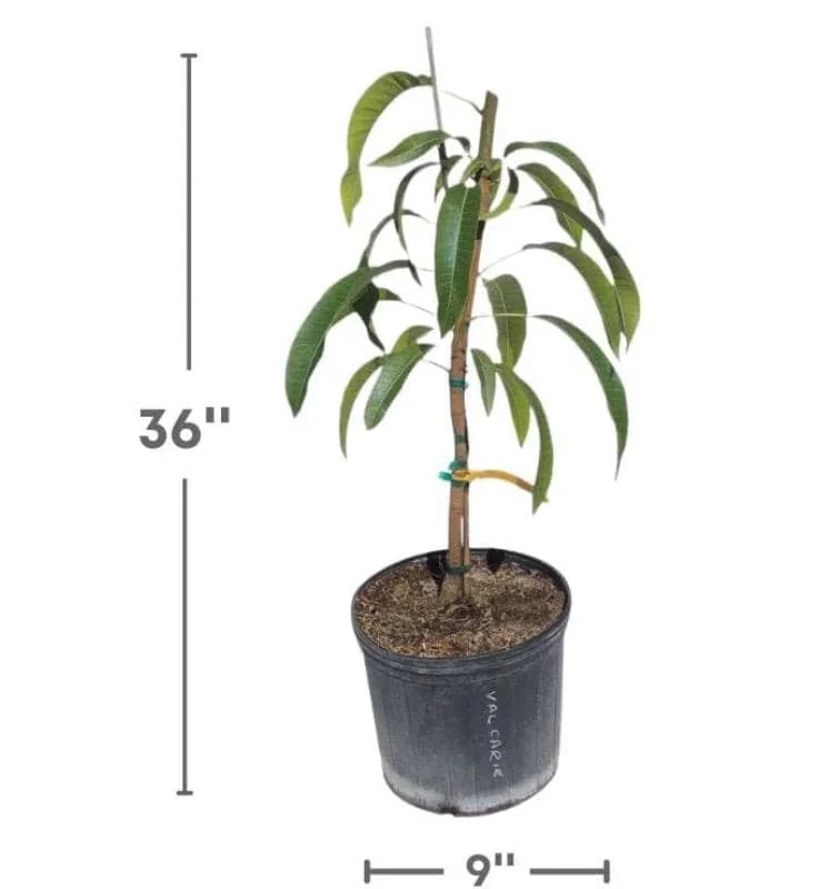 Marlys Mango Tree Grafted Live Plant – 2-4 Feet Tall – Fruit Producing - Image 2