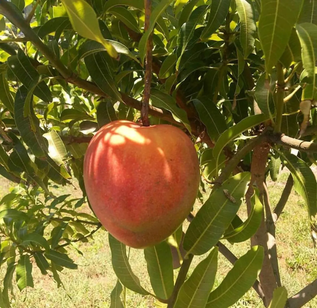 Marlys Mango Tree Grafted Live Plant – 2-4 Feet Tall – Fruit Producing - Image 1