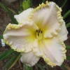 Marquee Moon Daylily Live Plant - 1 Gallon Container - Creamy White Blooms - Image 1