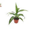 Massangeana Corn Plant - 4" Potted Live Dracaena Fragrans Indoor Plant - Image 1
