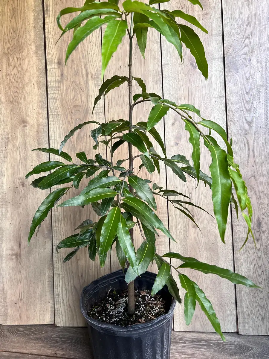 Mast Tree Polyalthia longifolia Live Plant – 3 Gallon Pot – Outdoor Evergreen - Image 10