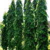 Mast Tree Polyalthia longifolia Live Plant – 3 Gallon Pot – Outdoor Evergreen - Image 1
