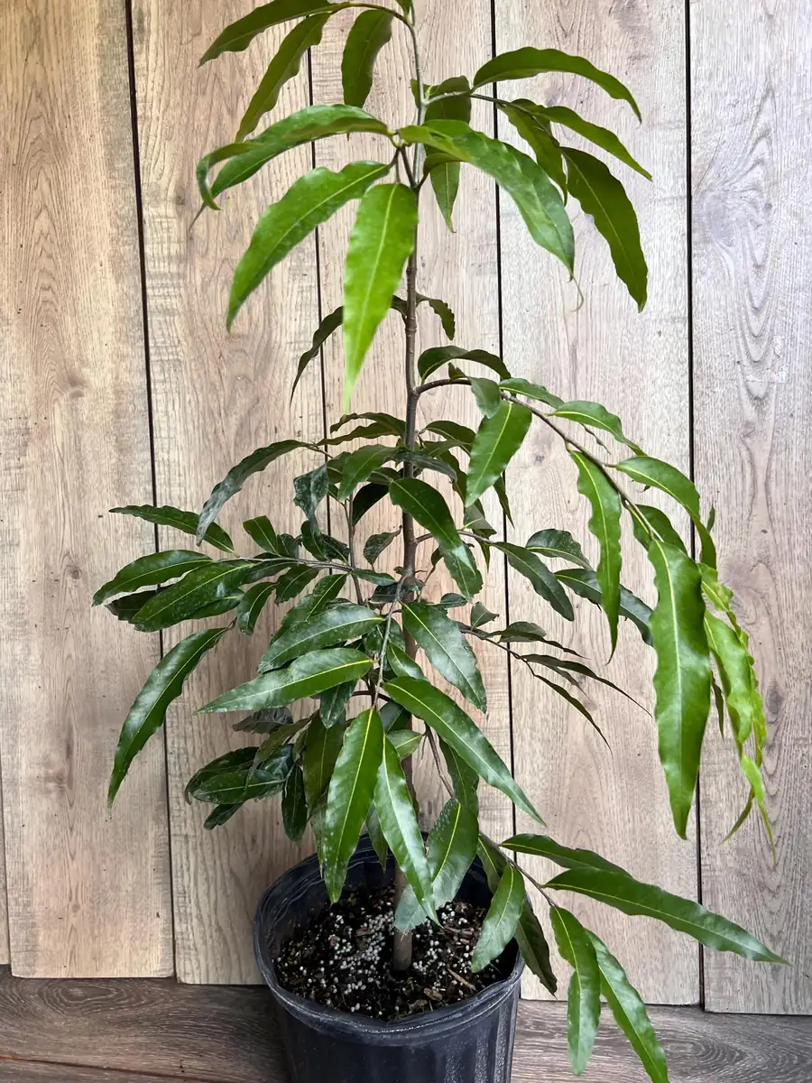 Mast Tree Polyalthia longifolia Live Plant – 3 Gallon Pot – Outdoor Evergreen - Image 2