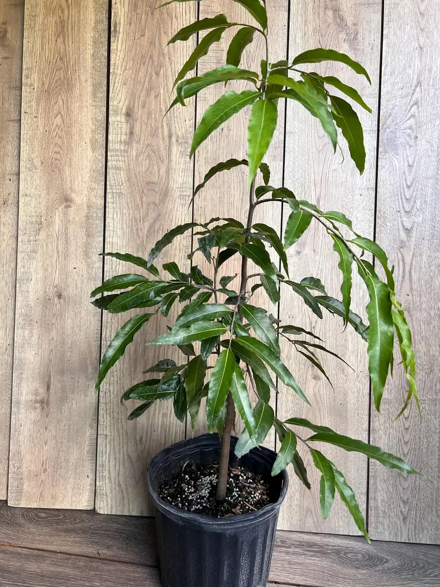 Mast Tree Polyalthia longifolia Live Plant – 3 Gallon Pot – Outdoor Evergreen - Image 3