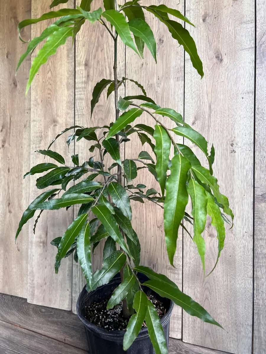 Mast Tree Polyalthia longifolia Live Plant – 3 Gallon Pot – Outdoor Evergreen - Image 4