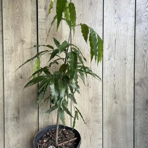 Mast Tree Polyalthia longifolia Live Plant – 3 Gallon Pot – Outdoor Evergreen - Image 6