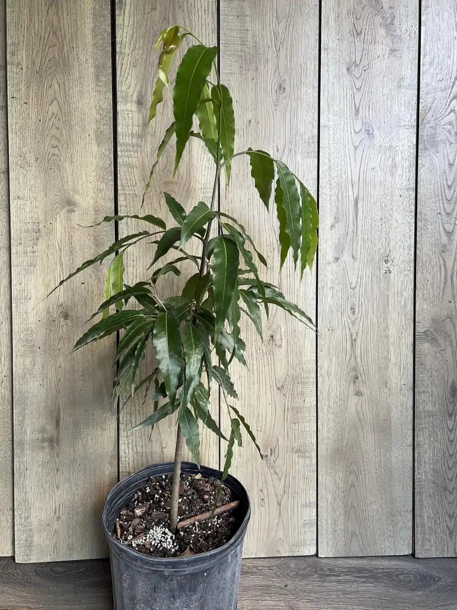 Mast Tree Polyalthia longifolia Live Plant – 3 Gallon Pot – Outdoor Evergreen - Image 6