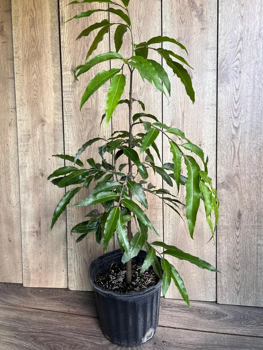 Mast Tree Polyalthia longifolia Live Plant – 3 Gallon Pot – Outdoor Evergreen - Image 7