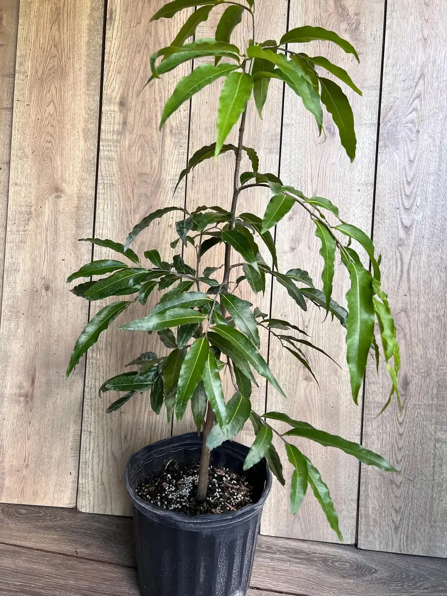 Mast Tree Polyalthia longifolia Live Plant – 3 Gallon Pot – Outdoor Evergreen - Image 9