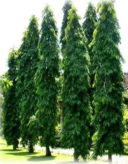 Mast Tree Polyalthia longifolia Live Plant – 3 Gallon Pot – Outdoor Evergreen - Image 1