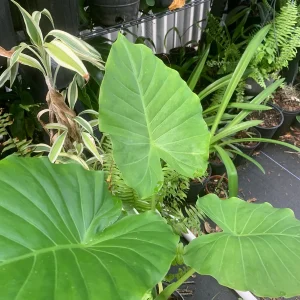 Maui Gold Elephant Ear Plant - Royal Hawaiian Alocasia Live Plant - Image 2