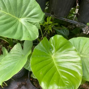 Maui Gold Elephant Ear Plant - Royal Hawaiian Alocasia Live Plant - Image 1
