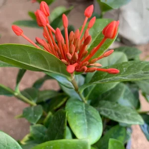 Maui Red Ixora Live Plant – 1ft Tall, 6in Pot, Tropical Shrub - Image 2
