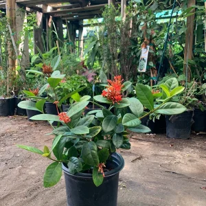 Maui Red Ixora Live Plant – 1ft Tall, 6in Pot, Tropical Shrub - Image 3