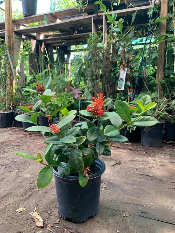 Maui Red Ixora Live Plant – 1ft Tall, 6in Pot, Tropical Shrub - Image 3