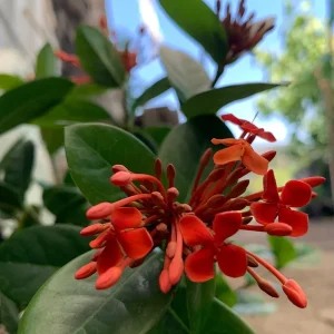 Maui Red Ixora Live Plant – 1ft Tall, 6in Pot, Tropical Shrub - Image 1